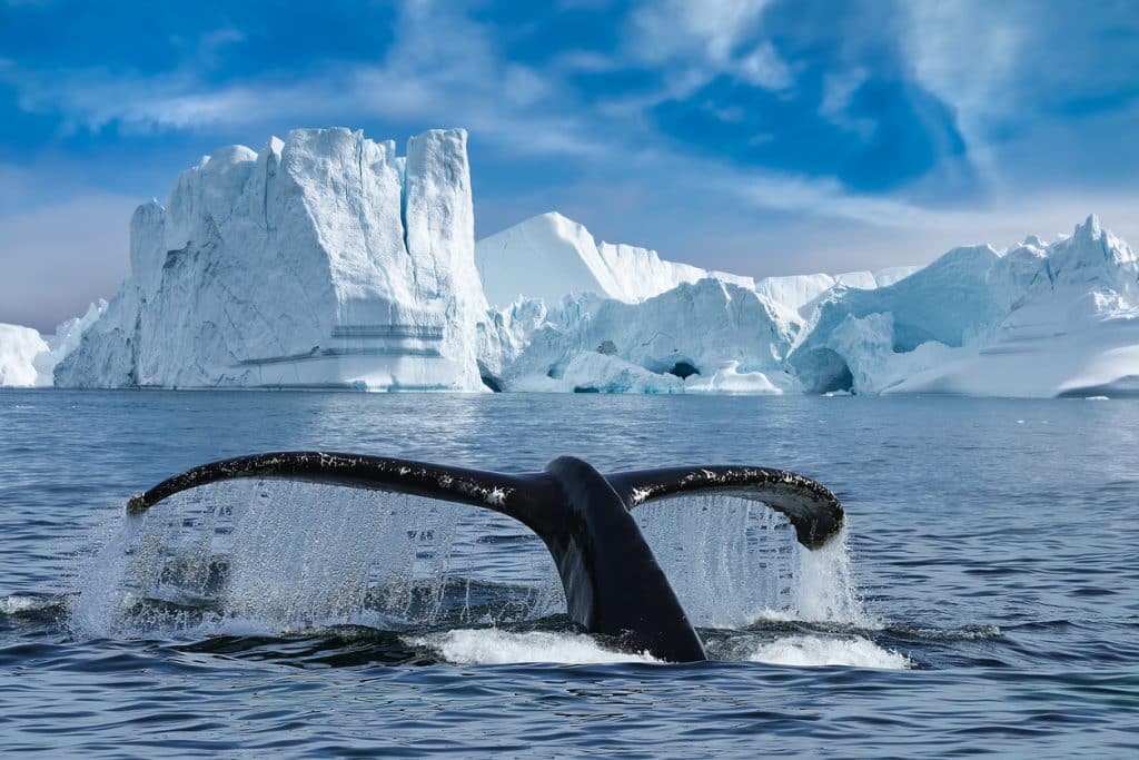 indelible-travel-groenland-ilulissat-walvis-expeditiecruise-