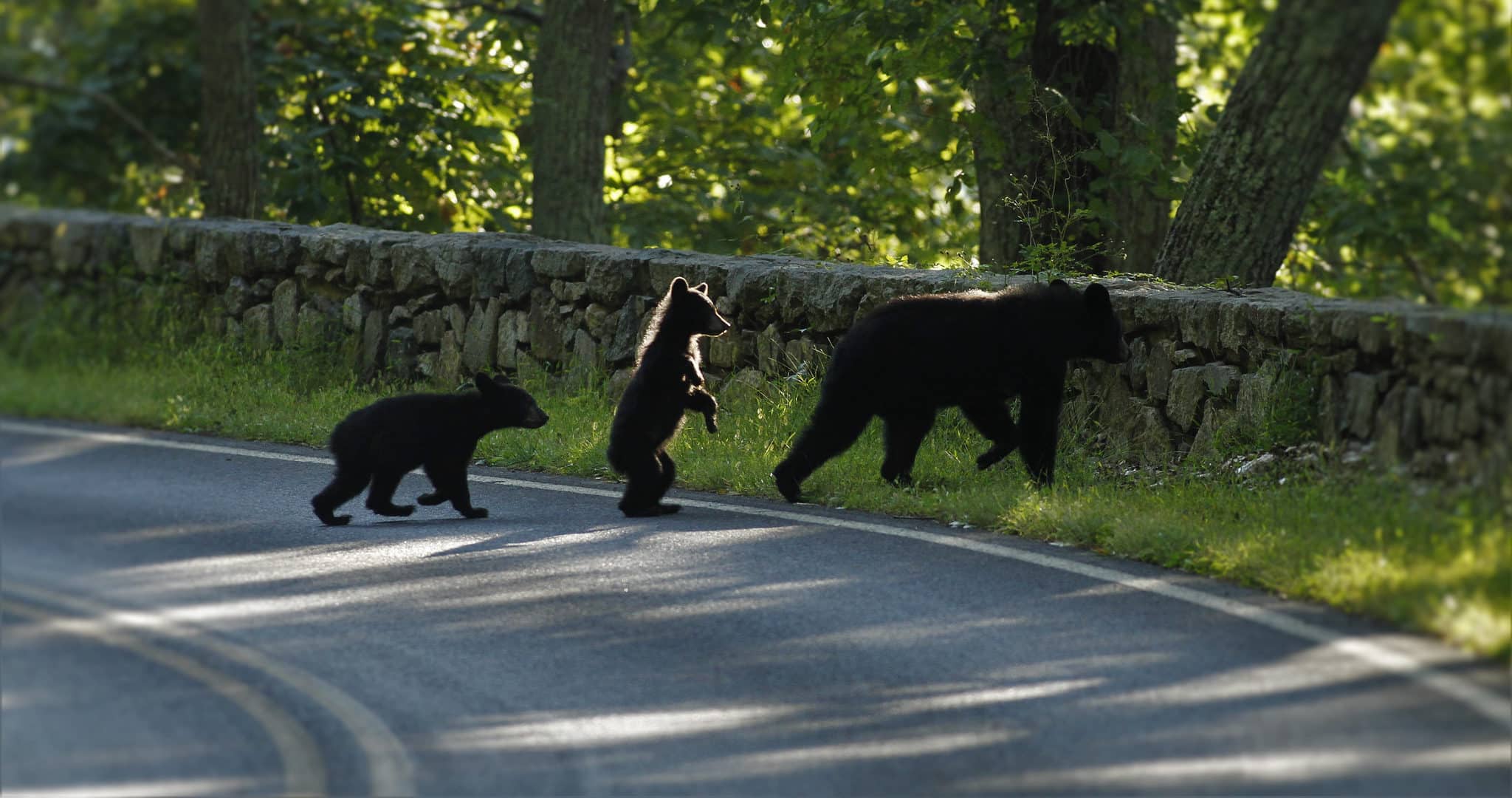 indelible-travel-usa-virginia-shenandoah-national-park-zwarte-beer-black-bear-wildlife