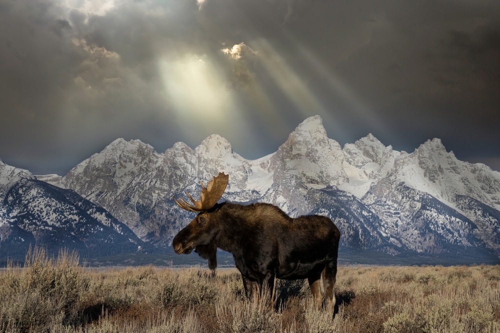 Indelible-Travel-USA-Wyoming-Grand-Teton-National-Park-moose