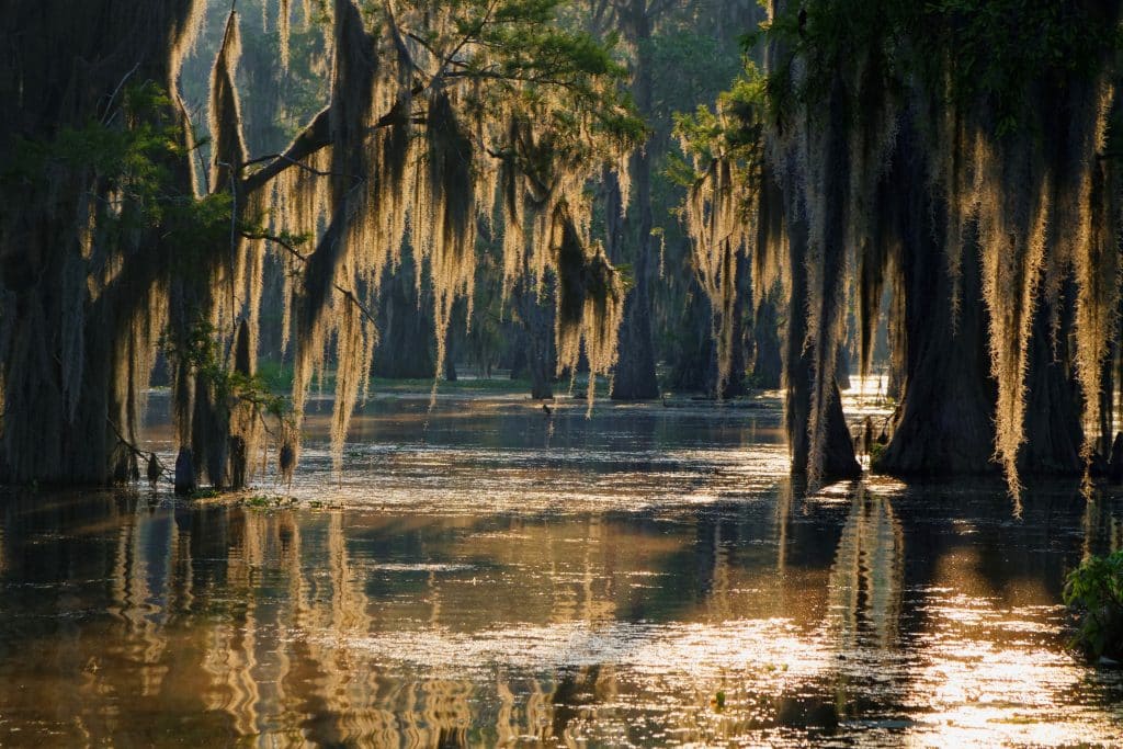 indelible-travel-usa-south-louisiana-bayous-spanish moss
